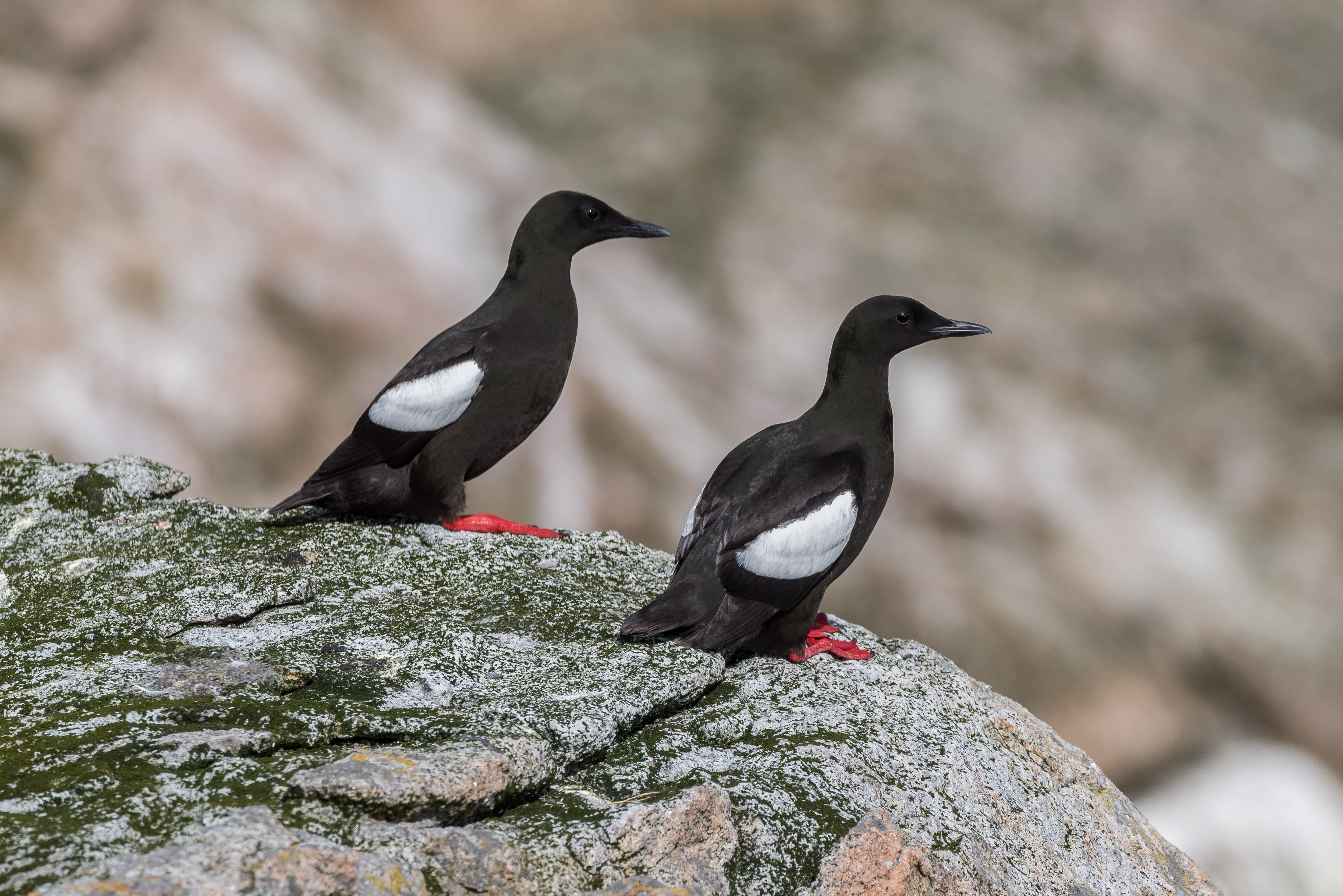 Black guillemot 